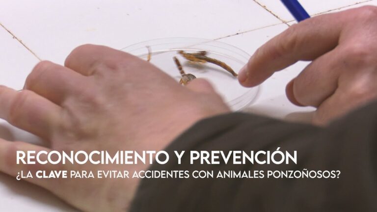 Consejos para prevenir mordeduras de animales