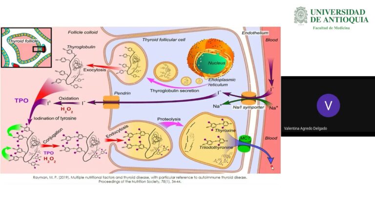 Abordaje Farmacol&oacute;gico en Trastornos Tiroideos