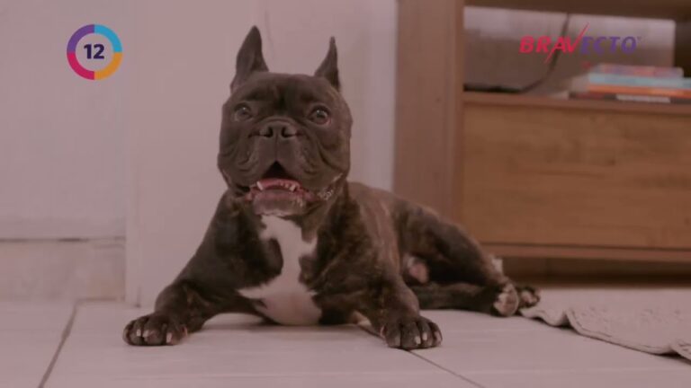 Impacto de la Alergia a Mascotas en la Salud