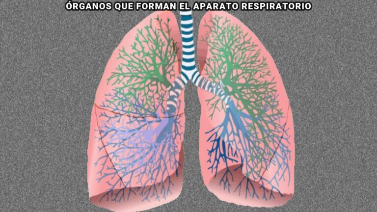 Avances en Tratamientos de Ox&iacute;geno para Problemas Pulmonares