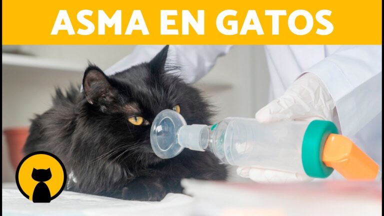 Alternativas de Tratamiento con Broncodilatadores para Mejorar la Calidad de Vida