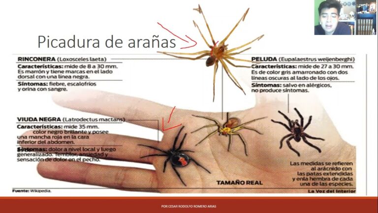 Gu&iacute;a para Socorrer a una Persona con Lesi&oacute;n Ocular